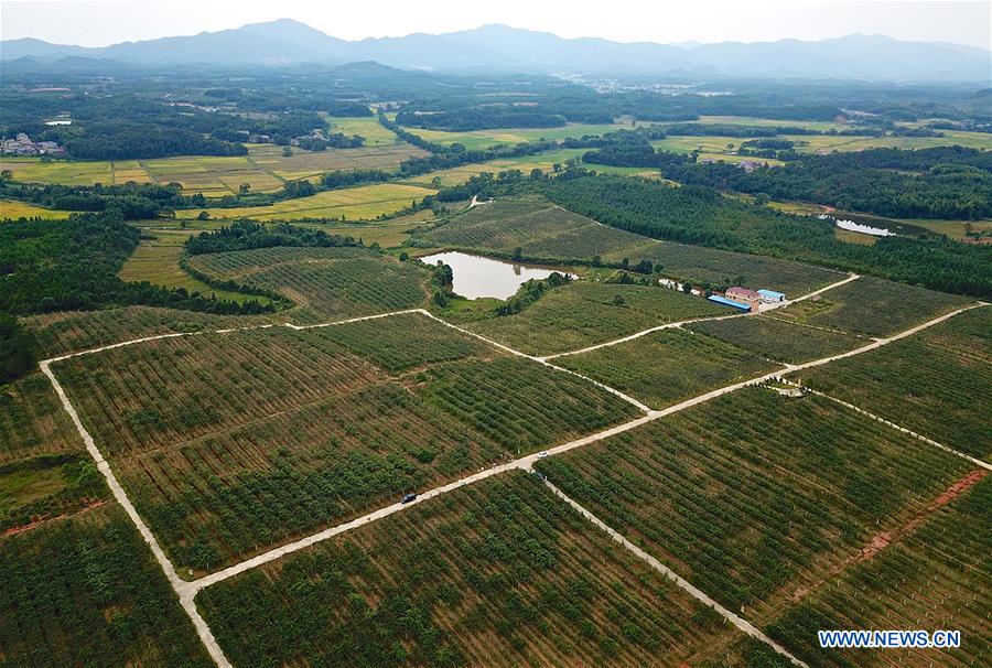 CHINA-JIANGXI-KIWI FRUIT-PLANTING (CN)