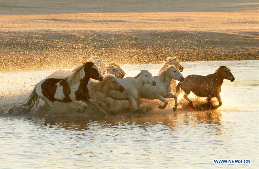 #CHINA-INNER MONGOLIA-GRASSLAND-HORSES (CN)