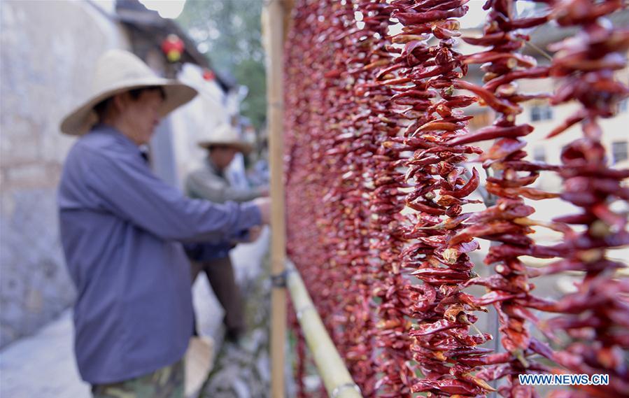 #CHINA-FUJIAN-AUTUMN TEA-HARVEST (CN) 