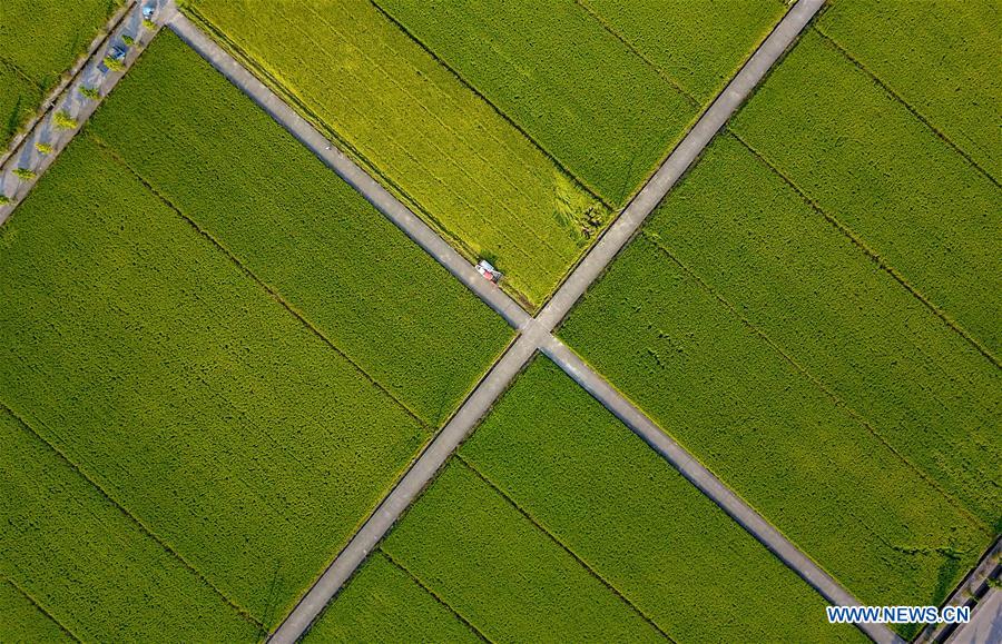 #CHINA-ZHEJIANG-FARMWORK (CN)