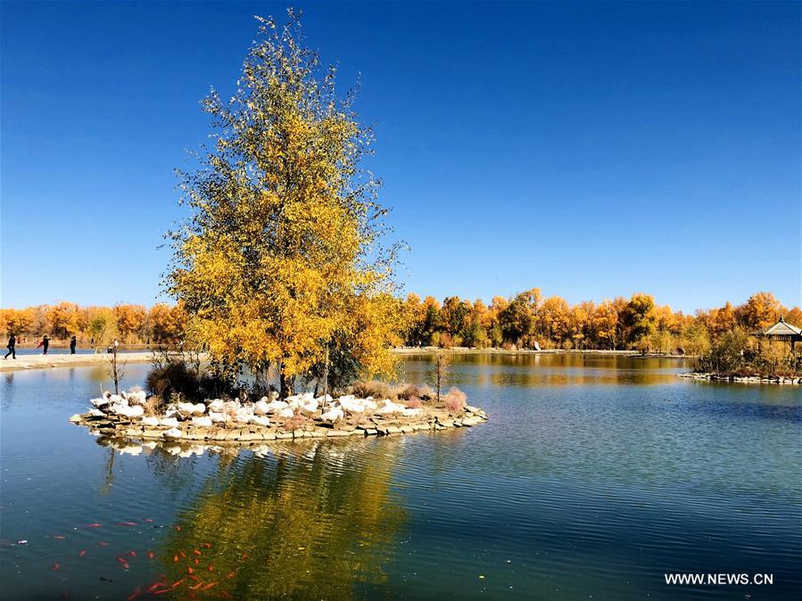 #CHINA-JIUQUAN-POPULUS EUPHRATICA-AUTUMN SCENERY (CN)