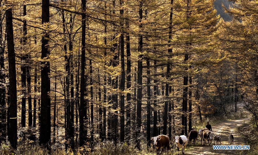 CHINA-SHANXI-QINYUAN-ENVIRONMENT-FOREST (CN)