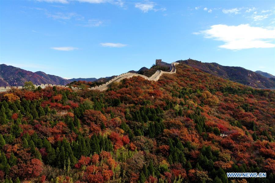 #CHINA-BEIJING-GREAT WALL-RED LEAVES(CN)