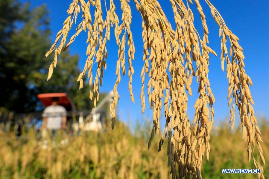 CHINA-JIANGSU-XUYI-AUTUMN-HARVEST (CN)