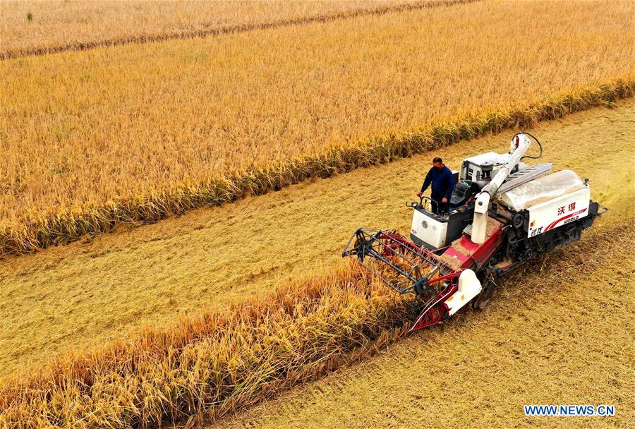 #CHINA-RICE-HARVEST (CN)