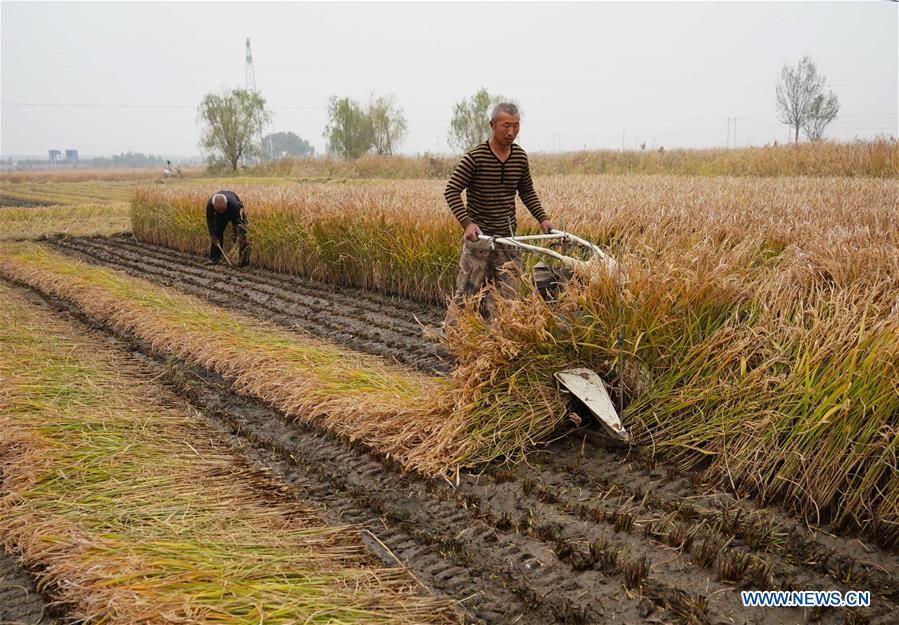 CHINA-HEBEI-RICE-HARVEST (CN)