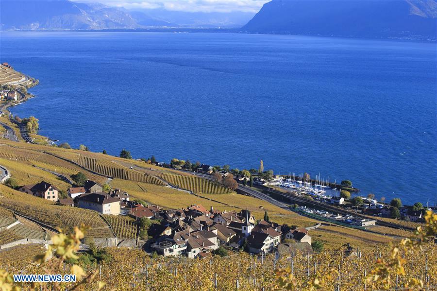 SWITZERLAND-LAVAUX-VINEYARDS-AUTUMN SCENERY