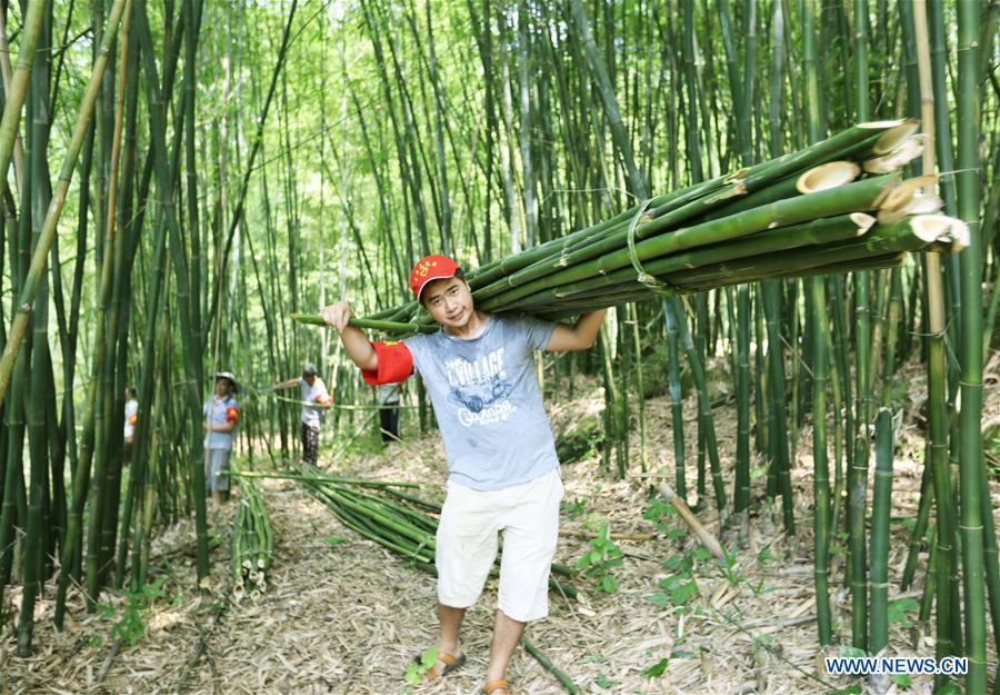 #CHINA-GUIZHOU-CHISHUI-BAMBOO (CN)