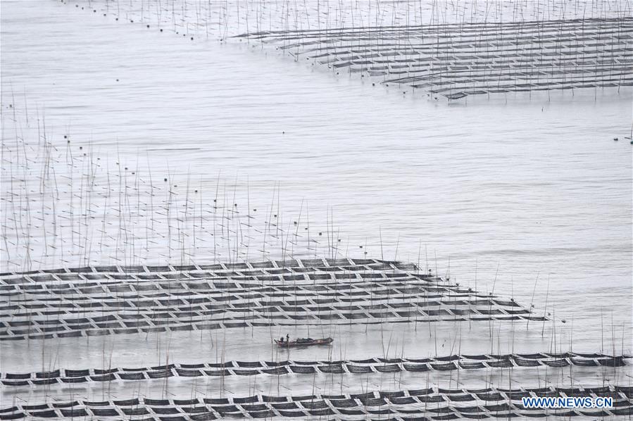 CHINA-FUJIAN-XIAPU-SEAWEED-HARVEST(CN)