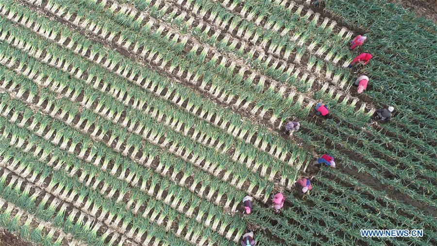 CHINA-WINTER-FARM WORK (CN)