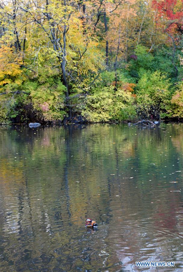 U.S.-NEW YORK-MANDARIN DUCK