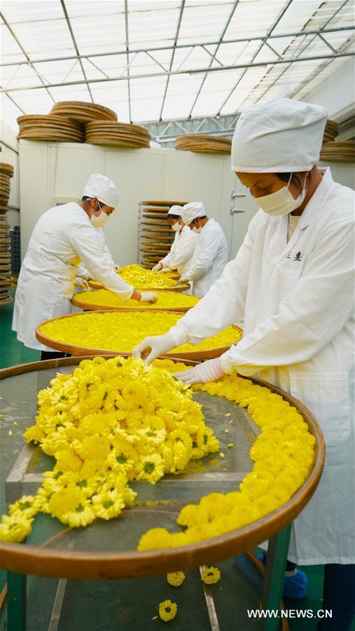 CHINA-JIANGXI-WUYUAN-CHRYSANTHEMUM-PRODUCTION (CN)