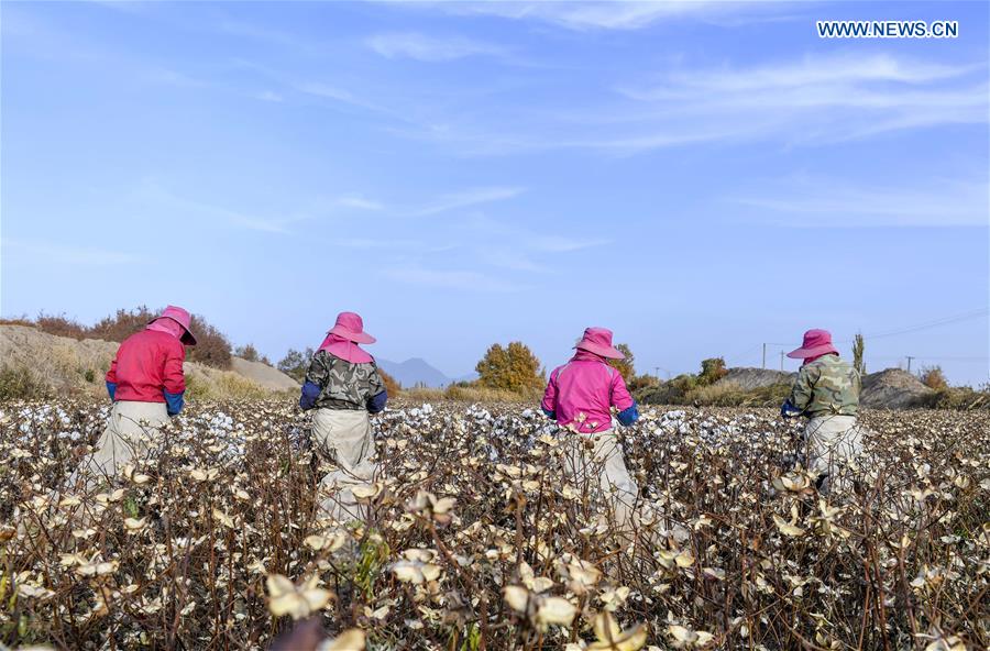 CHINA-XINJIANG-URUMQI-COTTON SEASON(CN)