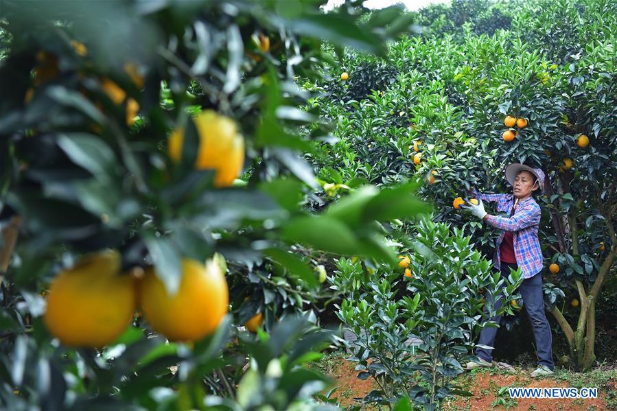 CHINA-JIANGXI-NAVEL ORANGE-HARVEST(CN)