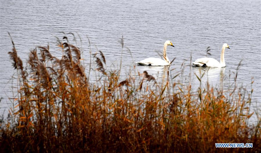 CHINA-HENAN-SANMENXIA-SWANS (CN)