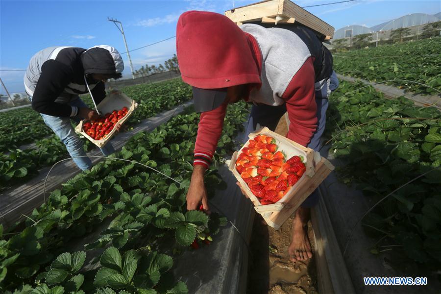 MIDEAST-GAZA-STRAWBERRY-HARVEST