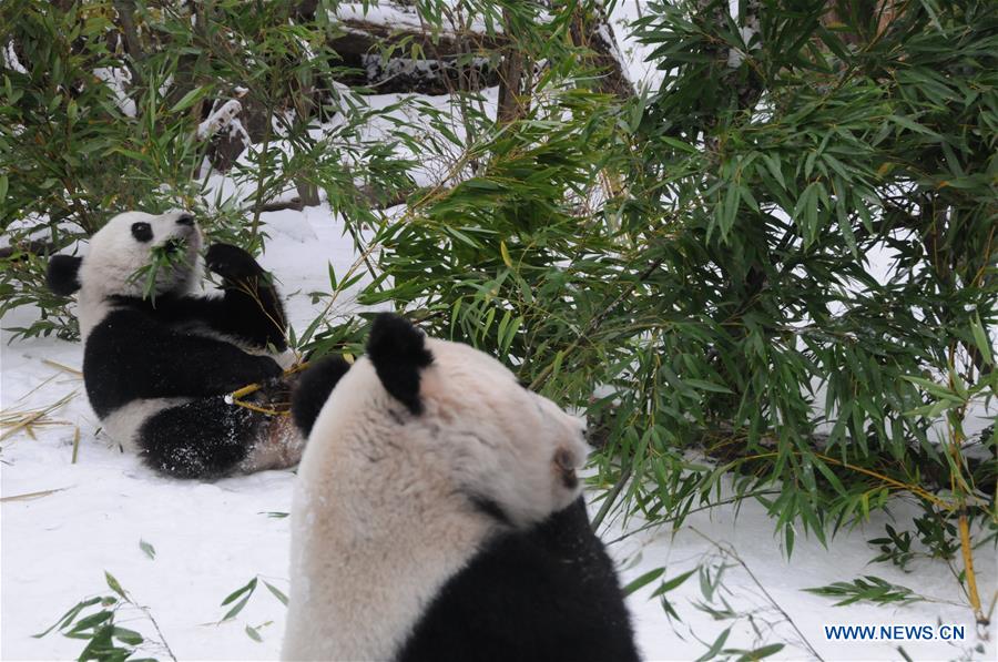 AUSTRIA-VIENNA-GIANT PANDA-TWINS-RETURNING TO CHINA