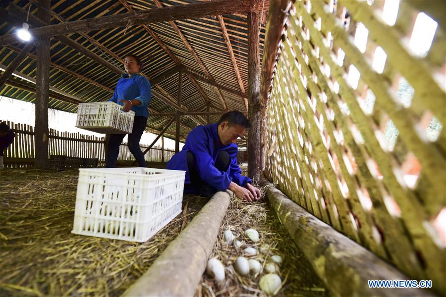 #CHINA-GUIZHOU-POVERTY ALLEVIATION-DUCK FARMING (CN)