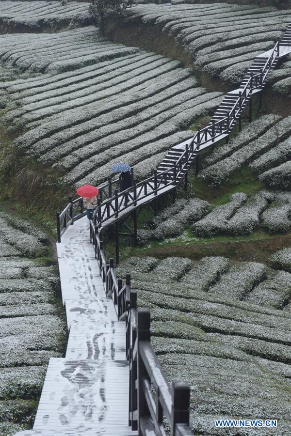 #CHINA-HUBEI-TEA GARDEN-SNOW (CN)