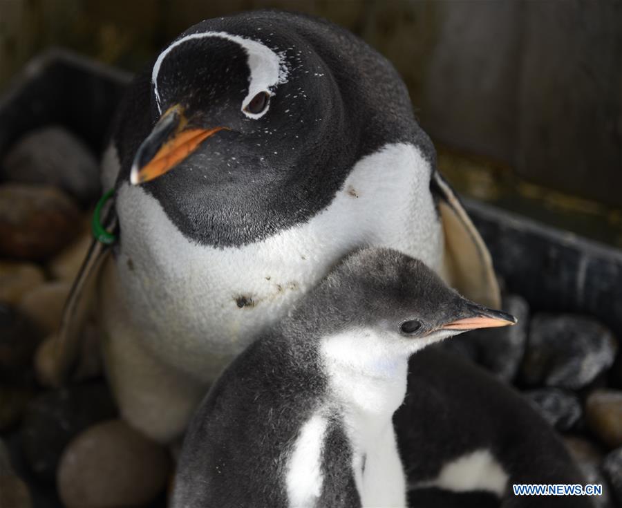 CHINA-HARBIN-POLARLAND-PENGUIN (CN)