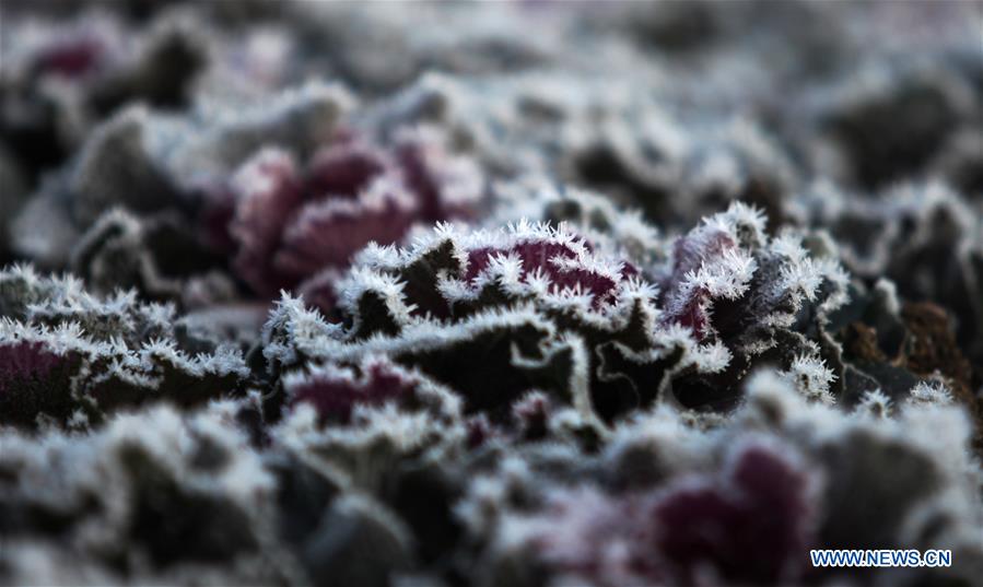 #CHINA-JIANGSU-FROSTED PLANTS(CN)