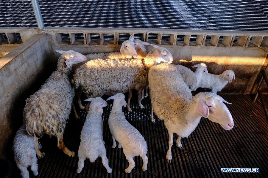 CHINA-ZHEJIANG-CHANGXING-SHEEP-BREEDING-POVERTY ALLEVIATION (CN)