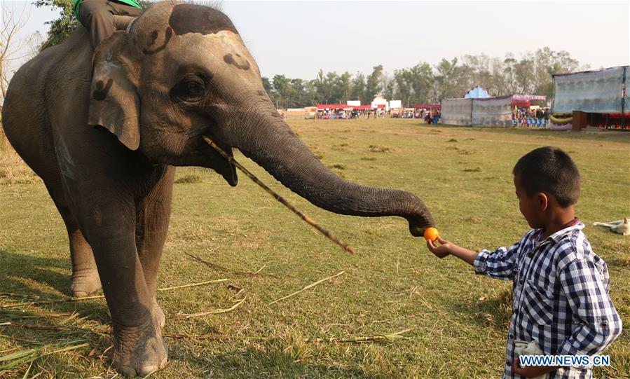 NEPAL-CHITWAN-ELEPHANT FESTIVAL