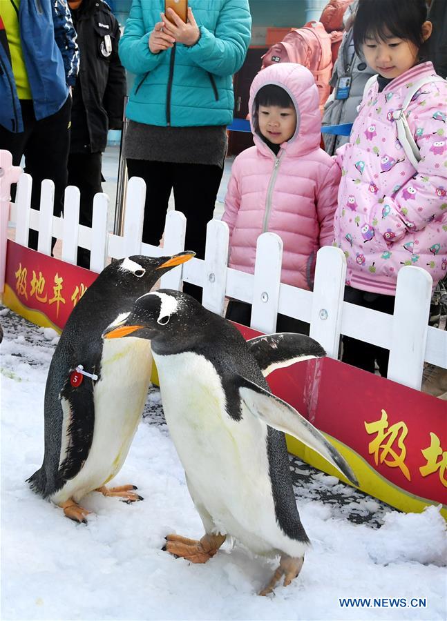 CHINA-SHANDONG-QINGDAO-PENGUIN-TOURISM (CN)