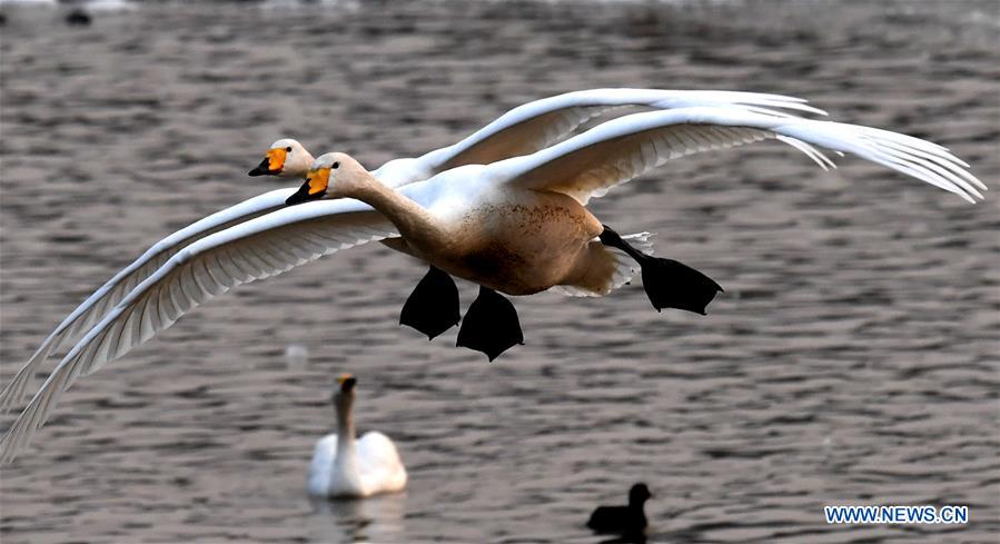 CHINA-HENAN-WHITE SWANS (CN)