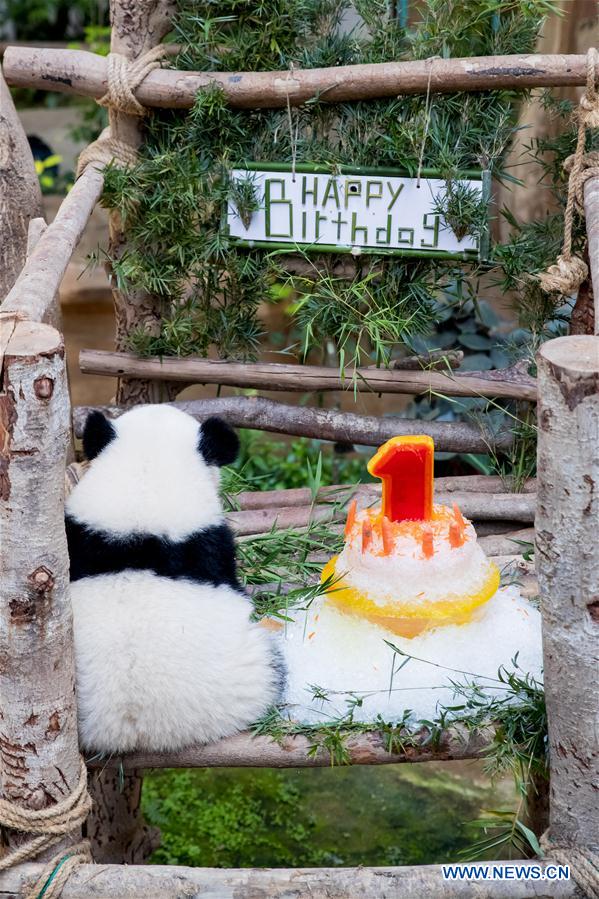 MALAYSIA-KUALA LUMPUR-GIANT PANDA BABY-BIRTHDAY