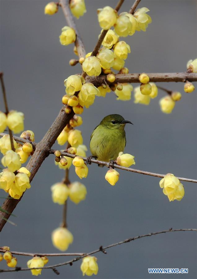 #CHINA-WINTER-FLOWERS (CN)