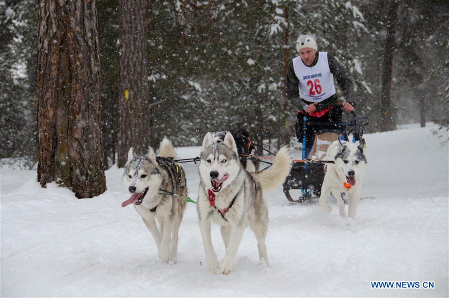 (SP)RUSSIA-NIZHNY NOVGOROD-DOG RACE