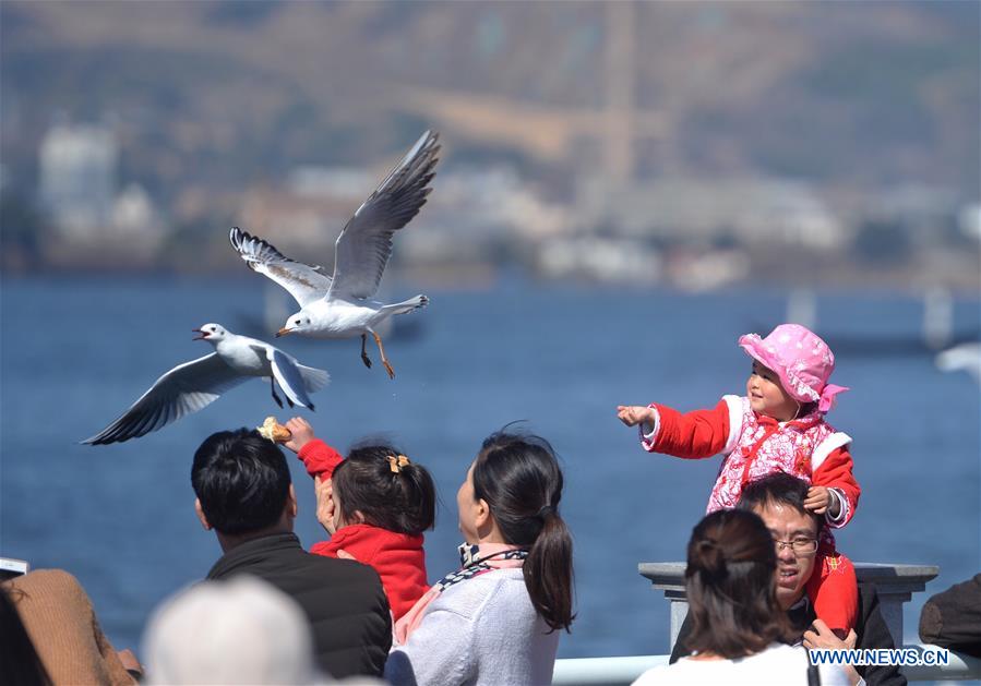 CHINA-KUNMING-SPRING FESTIVAL-BLACK-HEADED GULLS (CN)