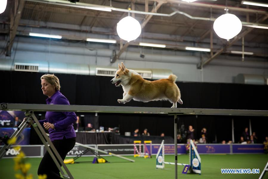 U.S.-NEW YORK-DOG-AGILITY COMPETITION 