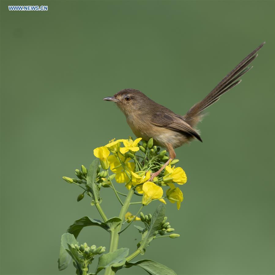 CHINA-FUJIAN-BIRDS (CN)