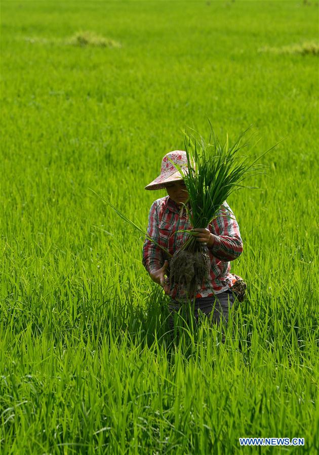 CHINA-HAINAN-WANNING-EARLY SPRING-FARM WORK (CN)