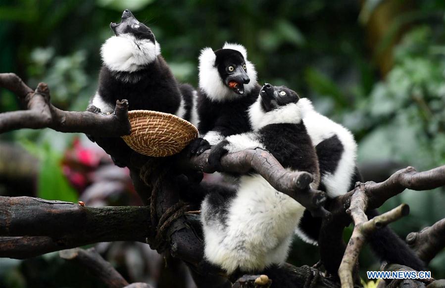 CHINA-GUANGDONG-CHIMELONG-RUFFED LEMUR-TRIPLETS (CN)