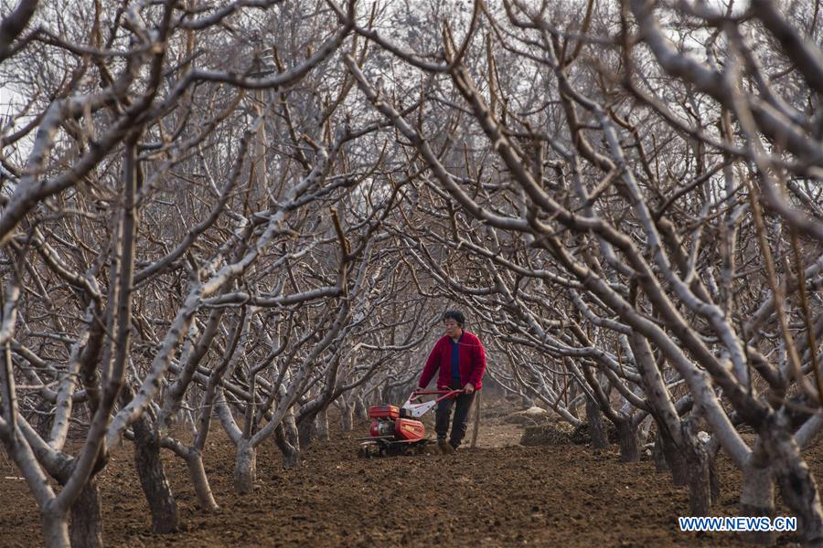 #CHINA-JINGZHE-FARM WORK (CN)