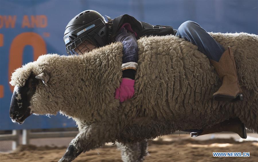 U.S.-HOUSTON-LIVESTOCK SHOW AND RODEO-SHEEP RIDING CONTEST