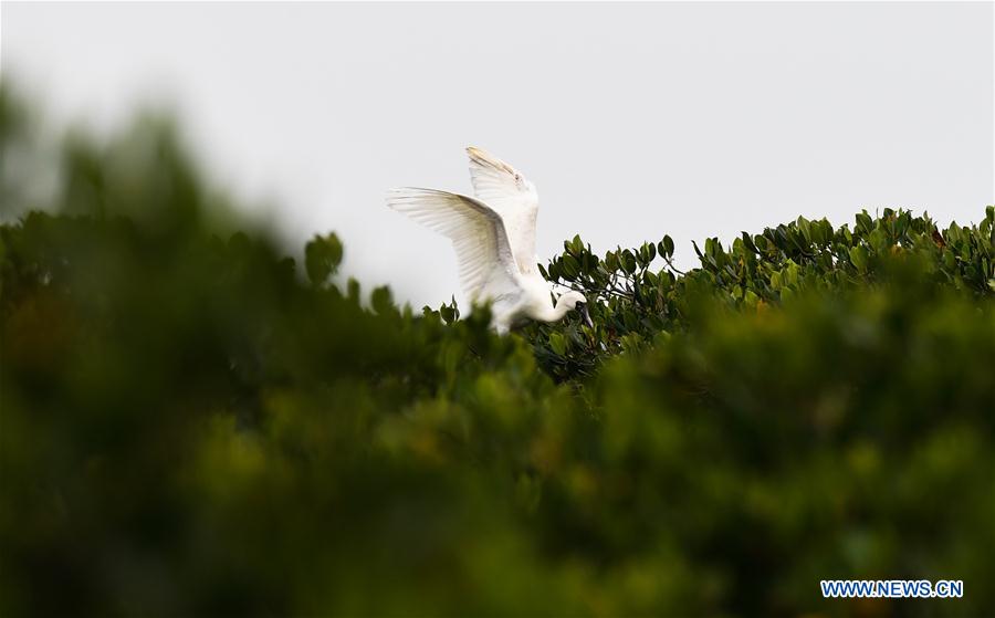 CHINA-HAINAN-SPRING-SPOONBILLS (CN)