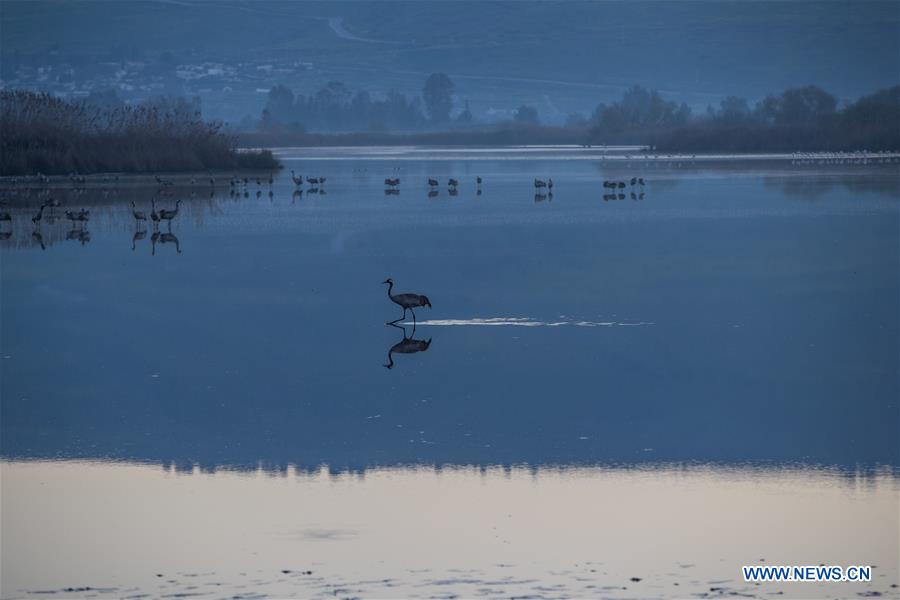 ISRAEL-HULA VALLEY-BIRD-MIGRATION