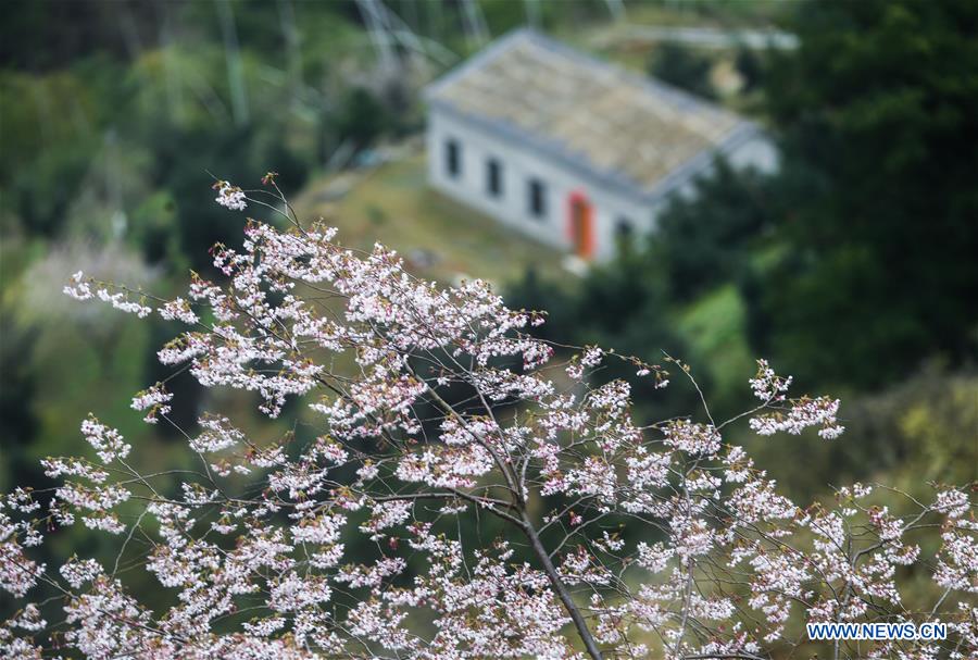 CHINA-JIANDE-CHERRY BLOSSOM (CN)