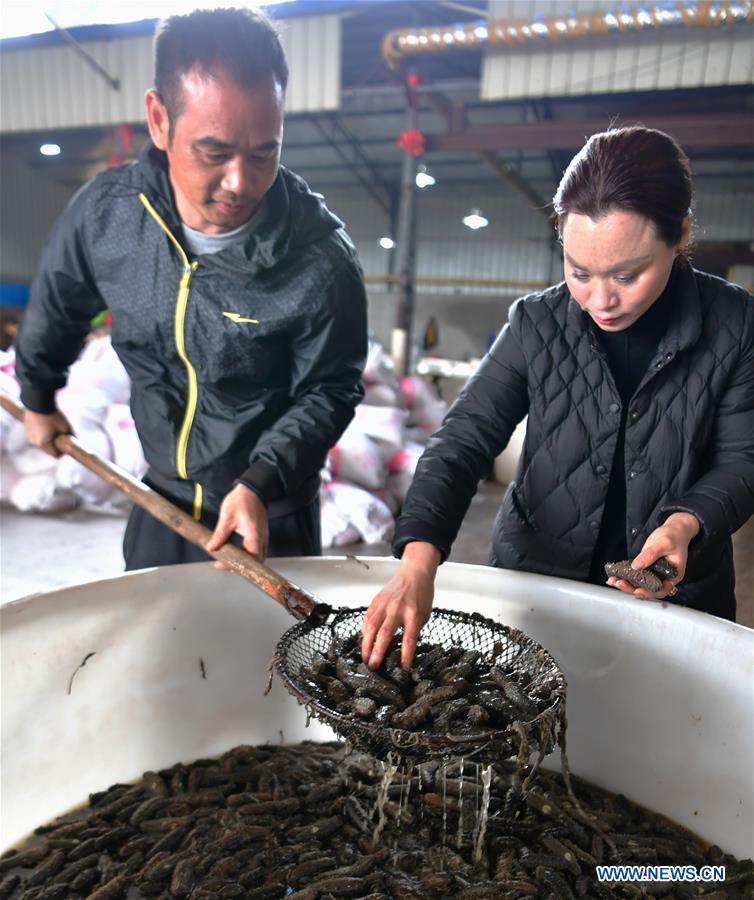 CHINA-FUJIAN-XIAPU-SEA CUCUMBER-HARVEST (CN)