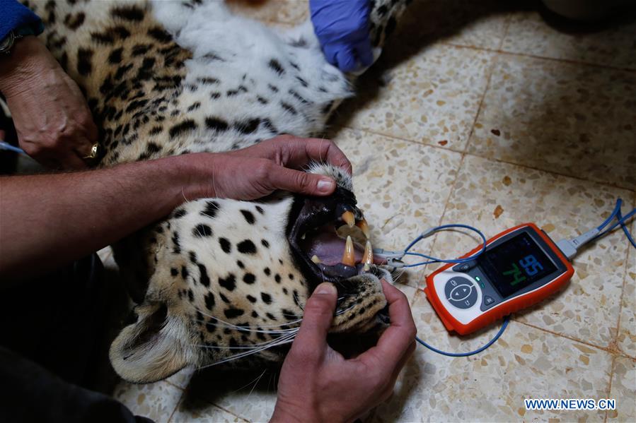 MIDEAST-JERUSALEM-PERSIAN LEOPARD