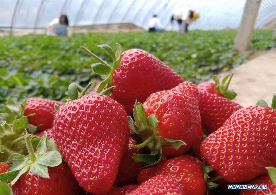 CHINA-XINJIANG-QAPQAL-STRAWBERRY-TOURISM (CN)