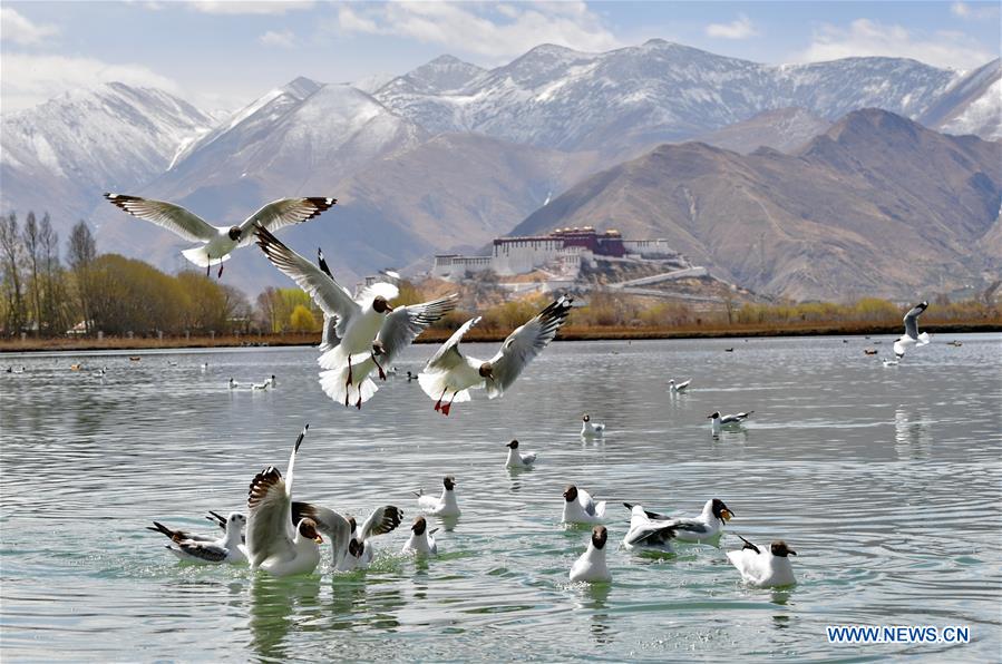 CHINA-TIBET-LHASA-WETLAND-SPRING