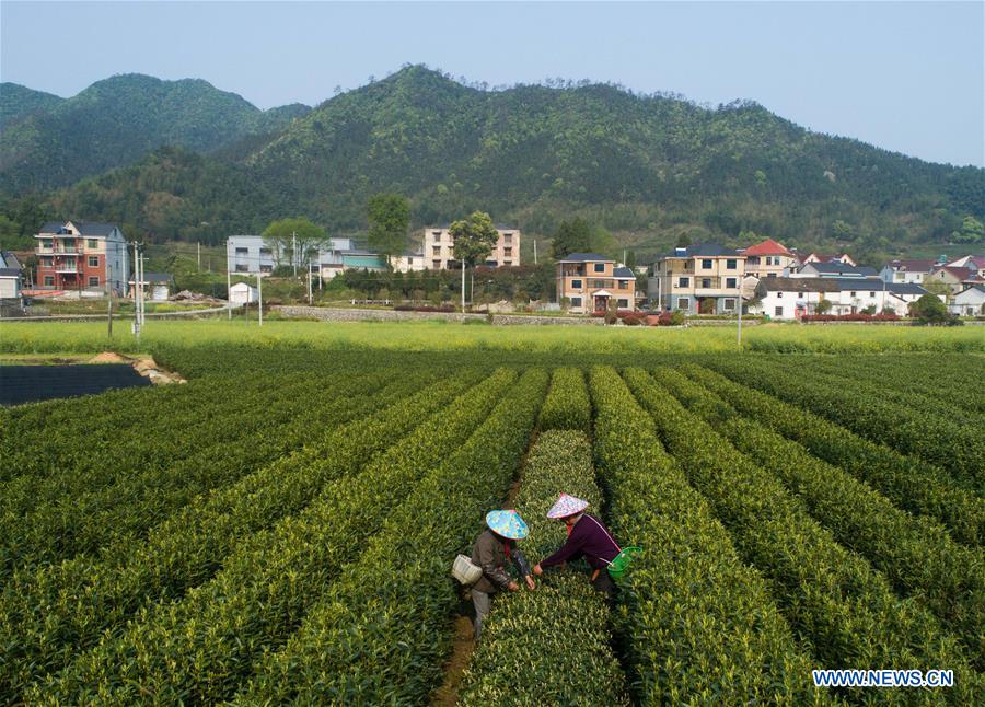 CHINA-ZHEJIANG-JIANDE-TEA (CN)