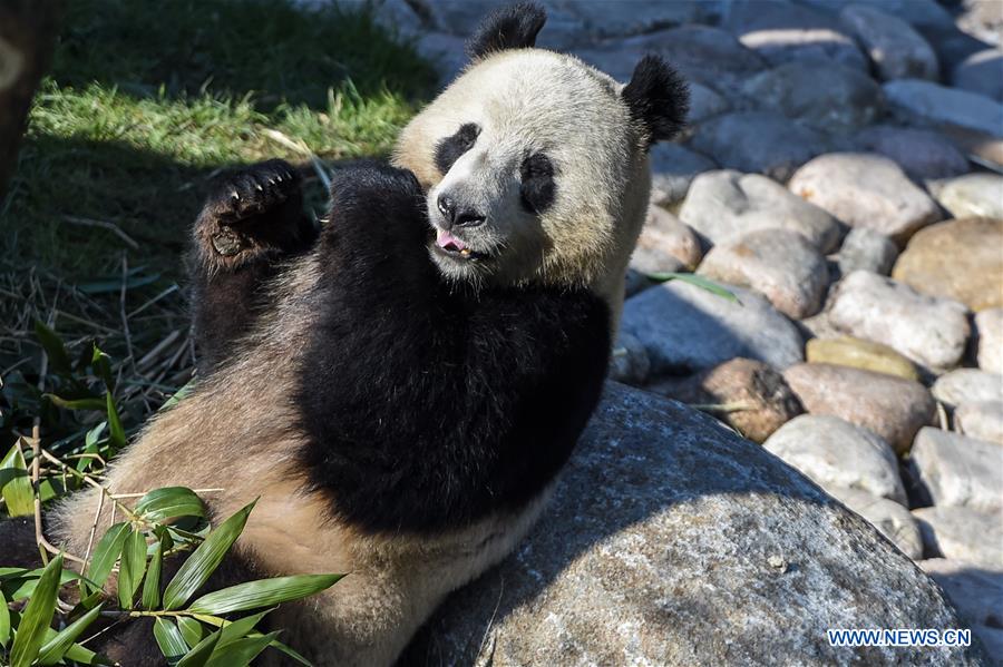 DENMARK-COPENHAGEN-CHINA-PANDA HOUSE-OPEN