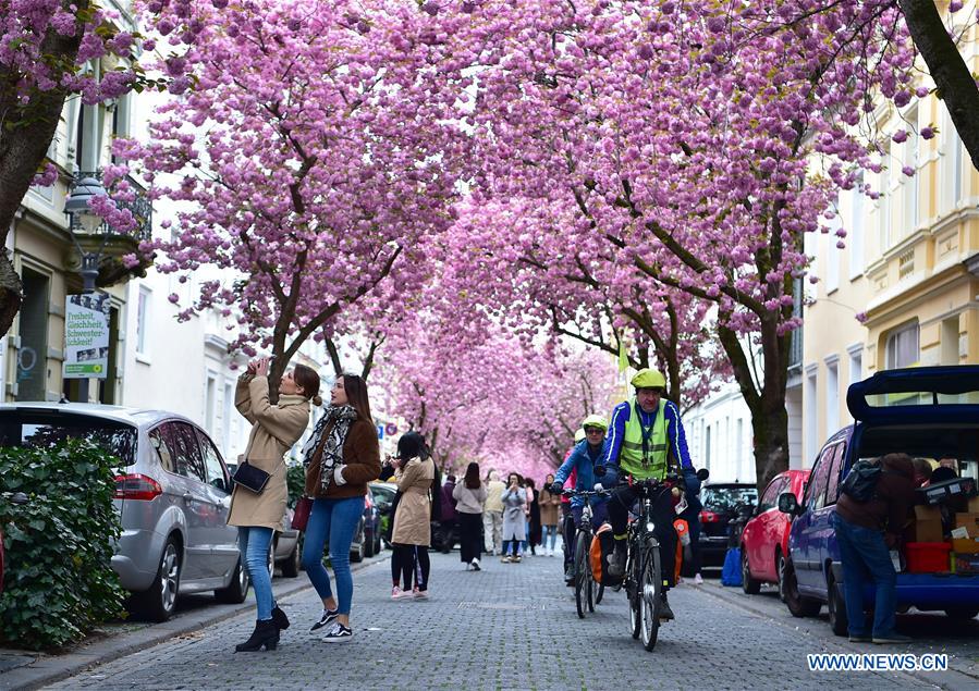 GERMANY-BONN-CHERRY-BLOSSOM