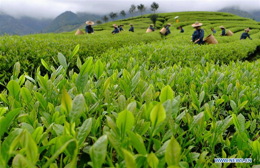 CHINA-FUJIAN-WUYISHAN-TEA GARDEN (CN)